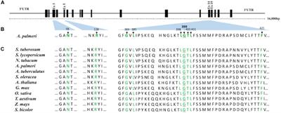 A Novel Single-Site Mutation in the Catalytic Domain of Protoporphyrinogen Oxidase IX (PPO) Confers Resistance to PPO-Inhibiting Herbicides